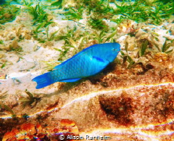 Parrotfish, Roatan by Alison Ranheim 